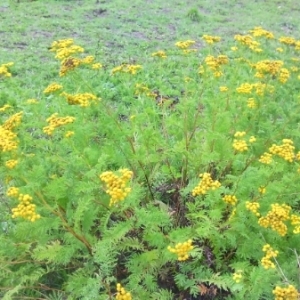 Photographie n°258591 du taxon Tanacetum vulgare L. [1753]