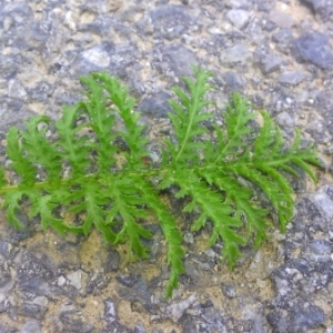 Photographie n°258593 du taxon Tanacetum vulgare L. [1753]