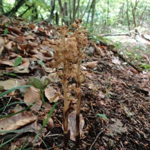 Photographie n°258607 du taxon Neottia nidus-avis (L.) Rich. [1817]