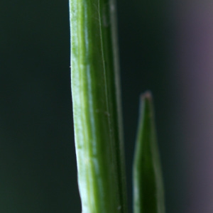 Photographie n°258636 du taxon Sisymbrium officinale (L.) Scop. [1772]