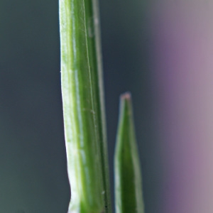 Photographie n°258637 du taxon Sisymbrium officinale (L.) Scop. [1772]