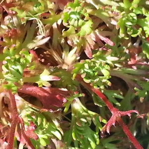 Photographie n°258660 du taxon Saxifraga pedemontana subsp. cervicornis (Viv.) Arcang. [1882]