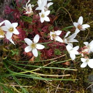 Photographie n°258662 du taxon Saxifraga pedemontana subsp. cervicornis (Viv.) Arcang. [1882]