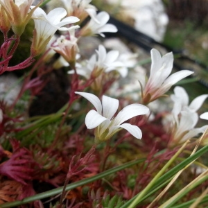 Photographie n°258663 du taxon Saxifraga pedemontana subsp. cervicornis (Viv.) Arcang. [1882]