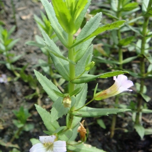 Photographie n°258668 du taxon Gratiola officinalis L. [1753]