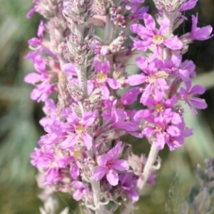 Photographie n°258672 du taxon Lythrum salicaria L. [1753]