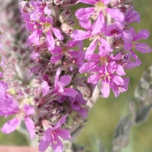 Photographie n°258673 du taxon Lythrum salicaria L. [1753]