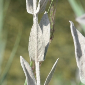 Photographie n°258674 du taxon Lythrum salicaria L. [1753]