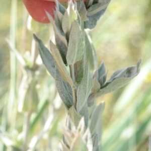 Photographie n°258675 du taxon Lythrum salicaria L. [1753]