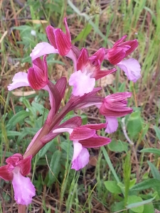 Henri Scordia, le 27 avril 2014 (Piana (Calanches de Piana))