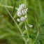  Jean-Claude Calais - Vicia hirsuta (L.) Gray [1821]