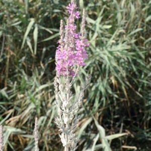 Photographie n°258702 du taxon Lythrum salicaria L. [1753]