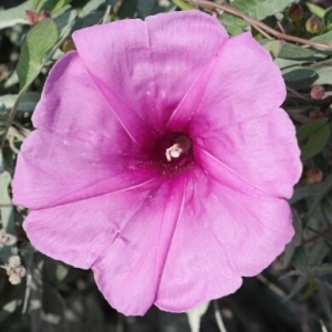 Photographie n°258711 du taxon Ipomoea sagittata Poir. [1789]