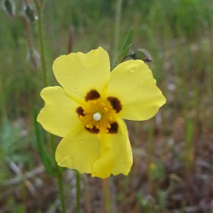 Photographie n°258713 du taxon Tuberaria guttata (L.) Fourr. [1868]
