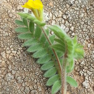 Photographie n°258744 du taxon Ornithopus compressus L. [1753]