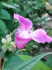 Jean-François MOLINO, le 11 août 2014 (Chanac)