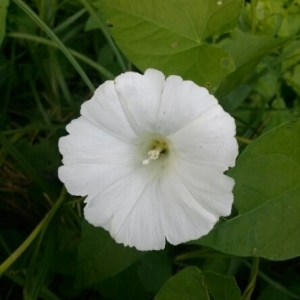 Photographie n°258767 du taxon Convolvulus sepium L.