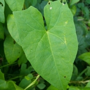 Photographie n°258768 du taxon Convolvulus sepium L.