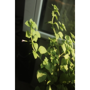 Clinopodium sp.