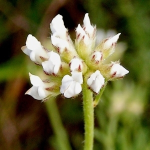 Photographie n°258823 du taxon Dorycnium pentaphyllum subsp. pentaphyllum