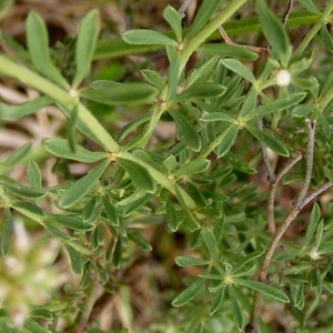Photographie n°258824 du taxon Dorycnium pentaphyllum subsp. pentaphyllum