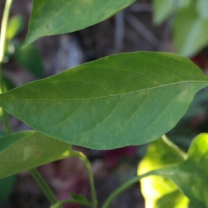 Photographie n°258833 du taxon Capsicum annuum L. [1753]