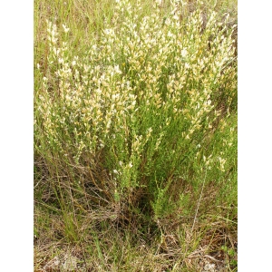 Genista cinerea (Vill.) DC. subsp. cinerea (Genêt cendré)