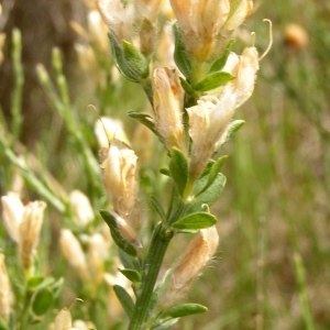 Photographie n°258870 du taxon Genista cinerea subsp. cinerea