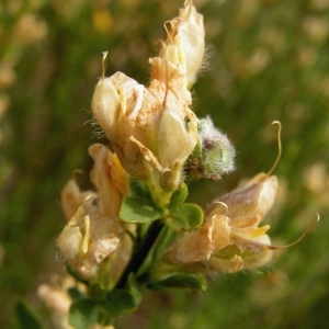 Photographie n°258871 du taxon Genista cinerea subsp. cinerea