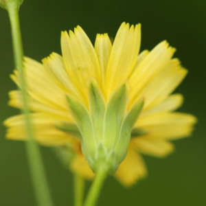 Lalda communis (L.) Bubani (Lampsane commune)