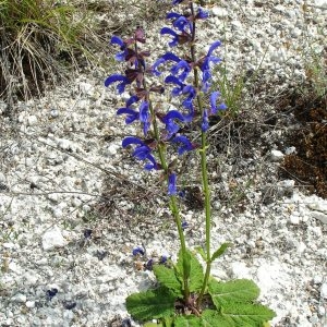 Photographie n°258886 du taxon Salvia pratensis subsp. pratensis