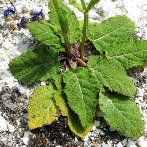 Photographie n°258887 du taxon Salvia pratensis subsp. pratensis