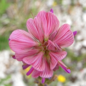 Photographie n°258889 du taxon Onobrychis viciifolia subsp. viciifolia