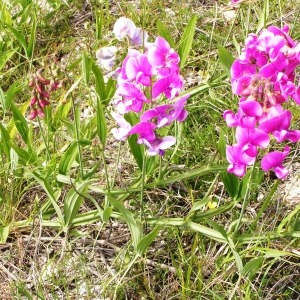 Photographie n°258891 du taxon Lathyrus latifolius var. latifolius