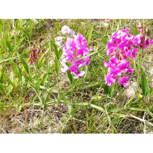 Lathyrus latifolius L. var. latifolius