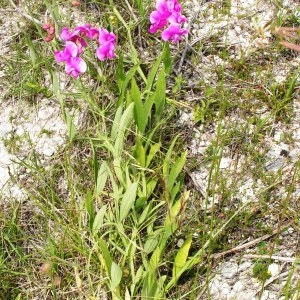 Photographie n°258892 du taxon Lathyrus latifolius var. latifolius