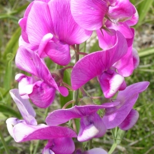 Photographie n°258893 du taxon Lathyrus latifolius var. latifolius