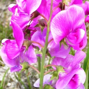  - Lathyrus latifolius var. latifolius