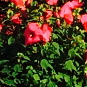 Photographie n°258895 du taxon Hibiscus rosa-sinensis L. [1753]