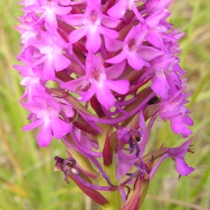 Photographie n°258900 du taxon Anacamptis pyramidalis var. pyramidalis