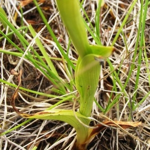 Photographie n°258901 du taxon Anacamptis pyramidalis var. pyramidalis