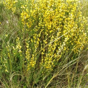  - Genista cinerea subsp. cinerea