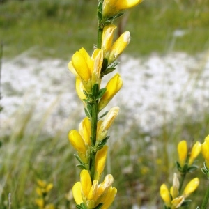  - Genista cinerea subsp. cinerea