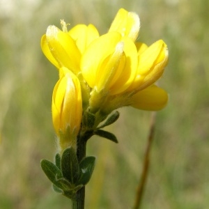  - Genista cinerea subsp. cinerea