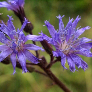 Lactuca alpina (L.) Benth. & Hook.f. (Laiteron des montagnes)