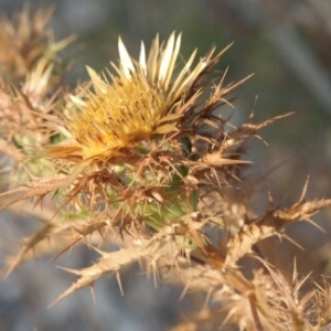 Photographie n°258958 du taxon Carlina corymbosa L. [1753]