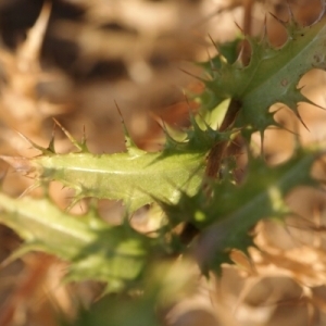 Photographie n°258959 du taxon Carlina corymbosa L. [1753]