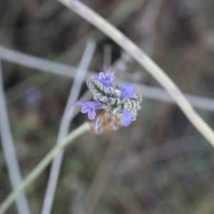Photographie n°258999 du taxon Lavandula pinnata Moench [1802]