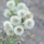  Hervé GOËAU - Erigeron bonariensis L. [1753]