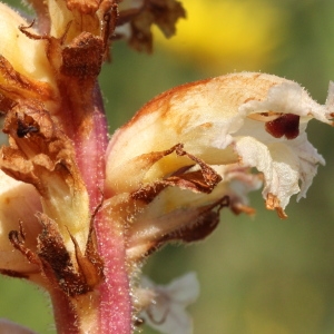 Photographie n°259081 du taxon Orobanche picridis F.W.Schultz [1830]